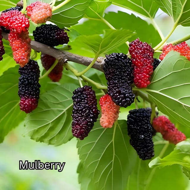 Penang: Tropical Fruit Farm Ticket - Fruit enzyme, honey, and tea tastings
