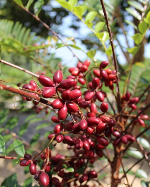 Penang: Tropical Fruit Farm Ticket - The 30-minute guided tour and what you learn