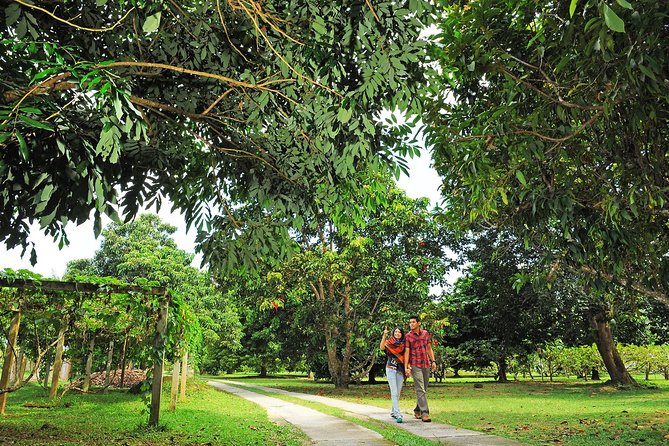 Penang Tropical Fruit Farm with Fruit Tasting - The 30-minute walk among tropical fruit trees