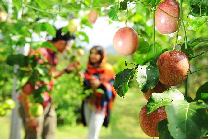 Penang Tropical Fruit Farm with Fruit Tasting - The guide can shape the experience