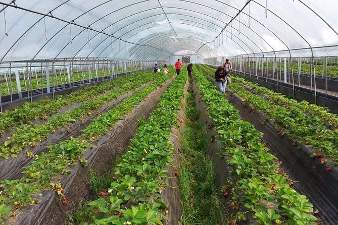 [Perfect Private Tour] Nami island, Petite France and Organic Strawberry Farm - Aram Berry Farm: the most hands-on stop