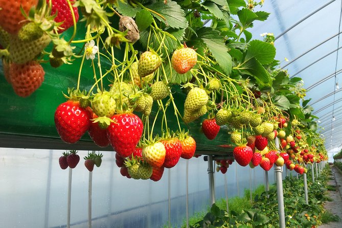 [Perfect Private Tour] Nami island, Petite France and Organic Strawberry Farm - Practical details that affect your decision