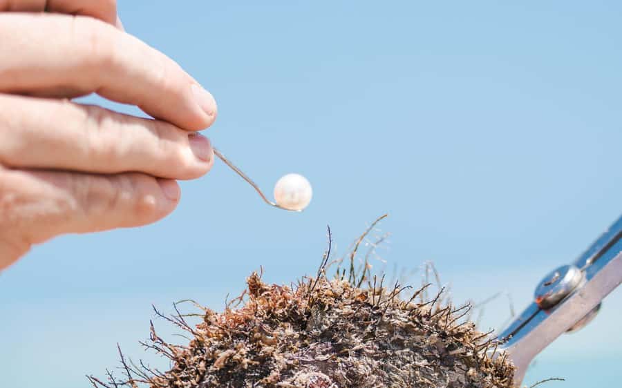 Perth: Harvest Your Own Pearl Experience - Is AUD 530 good value?