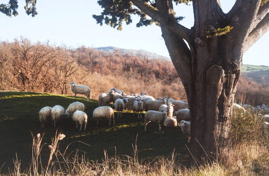 Pienza: Dairy Farm Tour with Pecorino Cheese Tasting - What the $77 price gets you