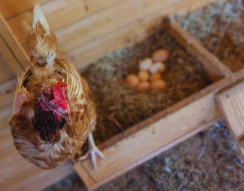 Pienza: Sheep and Chickens Tour w/Gourmet Lunch at Farmhouse - Dietary needs and the children’s menu