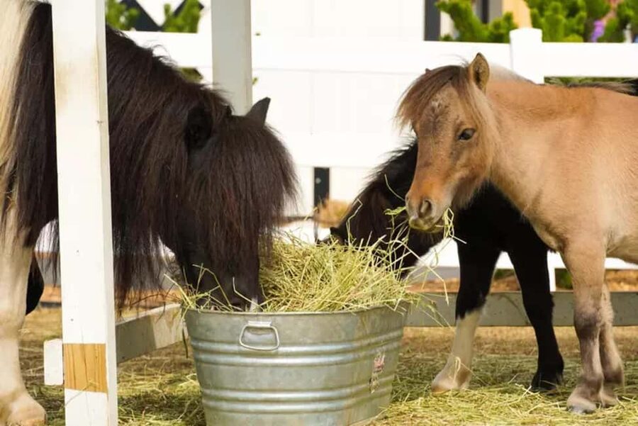 Pigeon Forge: SkyLand Ranch Admission with Chairlift - Meeting miniature horses, goats, and longhorns