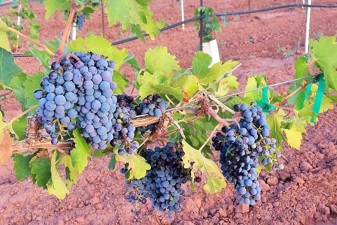 PistachioLand Farm Tour - Who will enjoy this stop most