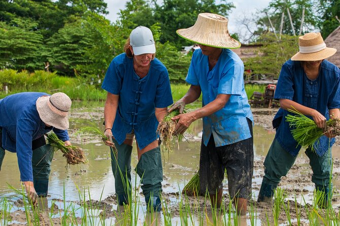 Plough to Plate: Be A Rice Farmer in Phetchaburi from Hua Hin - Key points at a glance
