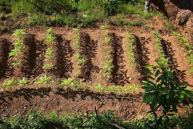 Pokhara: Organic Farm Tour and Cooking Class at Durku - Who will enjoy this experience most