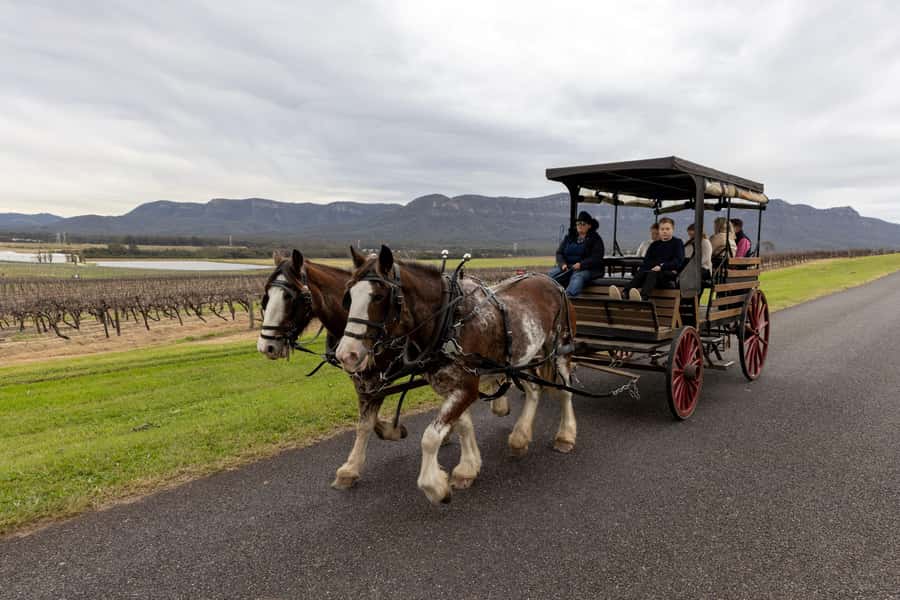 Pokolbin: Harvest the Hunter Horse Drawn Carriage Tour 3hrs - Meeting the horses at Wine House Hunter Valley