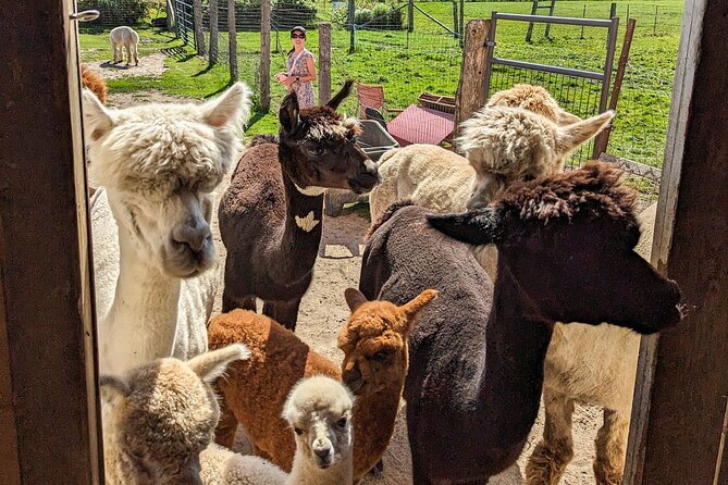 Pontiac Farm Tour - Day Trip From Ottawa & Gatineau - Leaving Ottawa or Gatineau with a small group