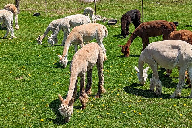 Pontiac Farm Tour - Day Trip From Ottawa & Gatineau - The pace, timing, and group size
