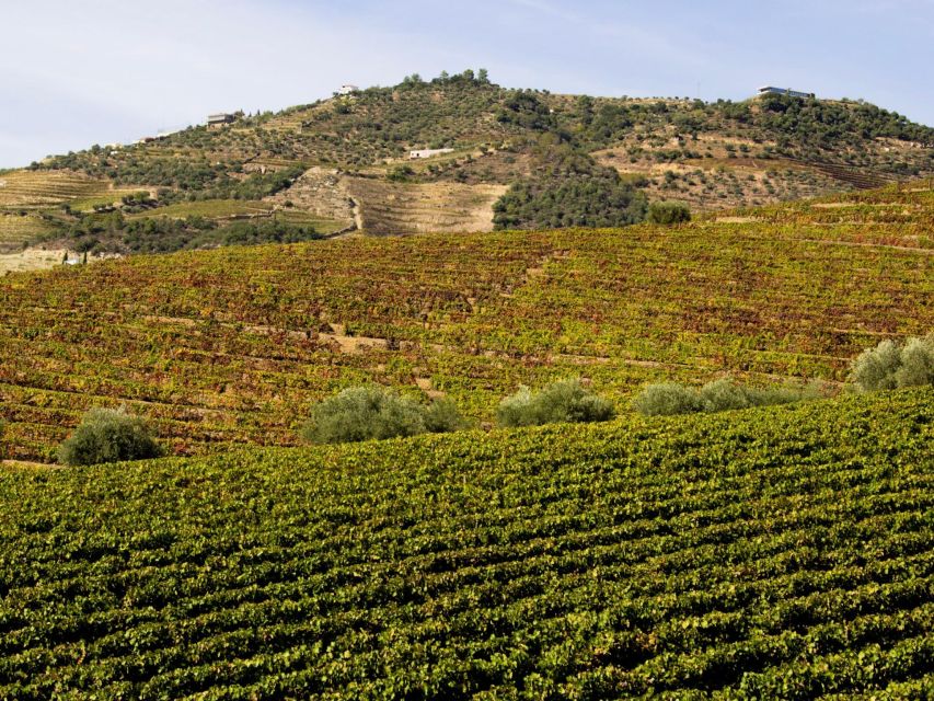 Porto: 3 Wine Regions & Farm Lunch with Views Small-Group - Should you book the three-winery Douro tour?