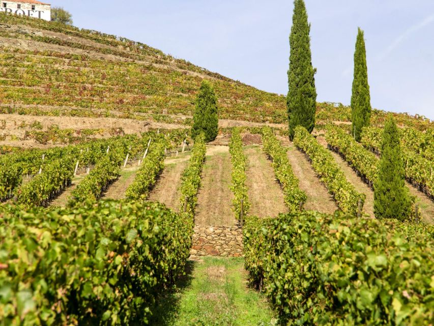 Porto: 3 Wine Regions & Farm Lunch with Views Small-Group - Why this Douro day works so well from Porto