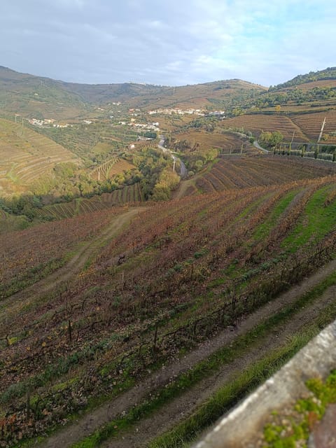 Porto: Douro valley 2 farms with wine tasting and lunch - Why this Douro day works well from Porto