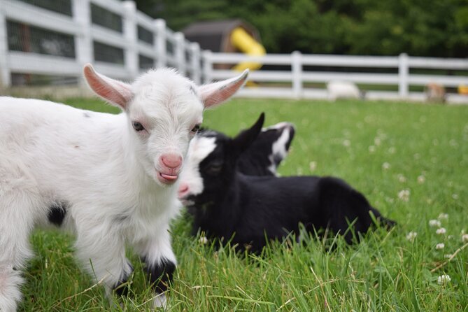 Premium Amish Country Tour including Amish Farm and House - Who should book this tour?