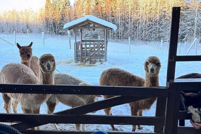 PRIVATE Alpaca Guided Forest Walk + Feeding Helsinki - A gentle farm outing from Helsinki