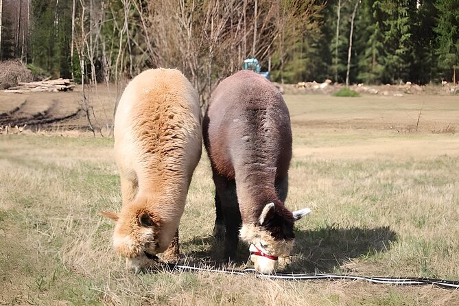 PRIVATE Alpaca Guided Forest Walk + Feeding Helsinki - Taking your own alpaca into the forest