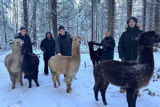 PRIVATE Alpaca Guided Forest Walk + Feeding Helsinki - Photos, family time, and a relaxed pace