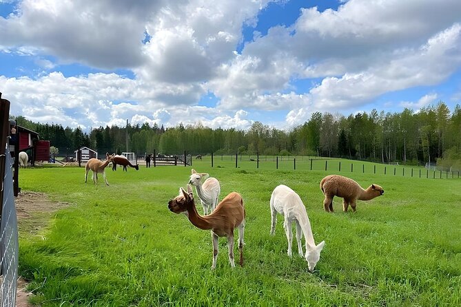 PRIVATE Alpaca Guided Forest Walk + Feeding Helsinki - What $239.65 per person buys you