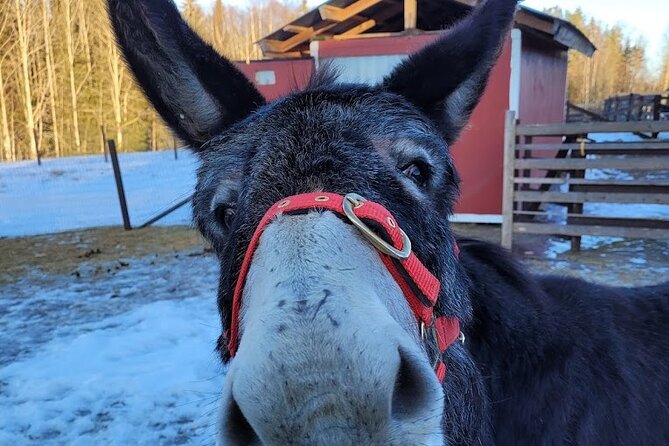 PRIVATE Alpaca Guided Forest Walk + Feeding Helsinki - Weather, timing, and cancellation