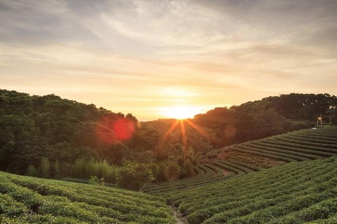 Private Day Trip to Kiambethu Tea Farm in Limuru from Nairobi - Tea lessons at a family farm