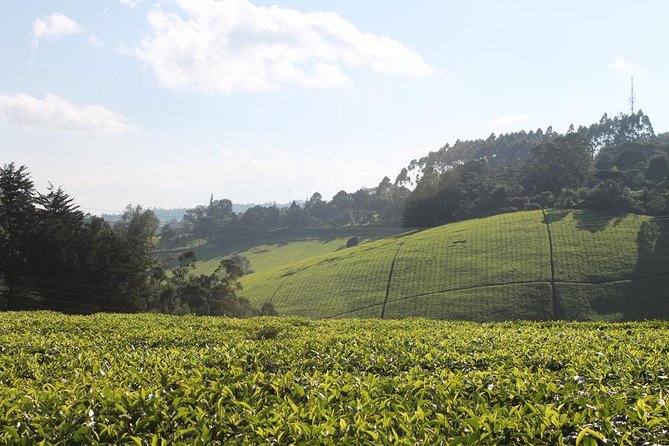 Private Day Trip to Kiambethu Tea Farm in Limuru from Nairobi - The forest walk and garden wildlife