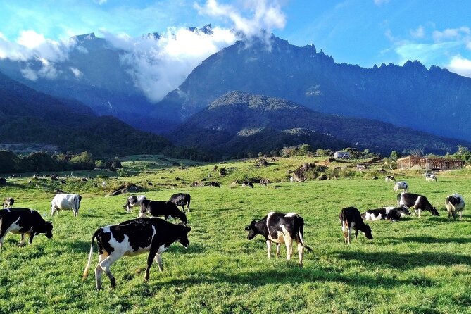 Private Desa Dairy Farm, Kinabalu National Park, Hot Spring & Canopy Walk Tour - Why this private Mount Kinabalu day works well