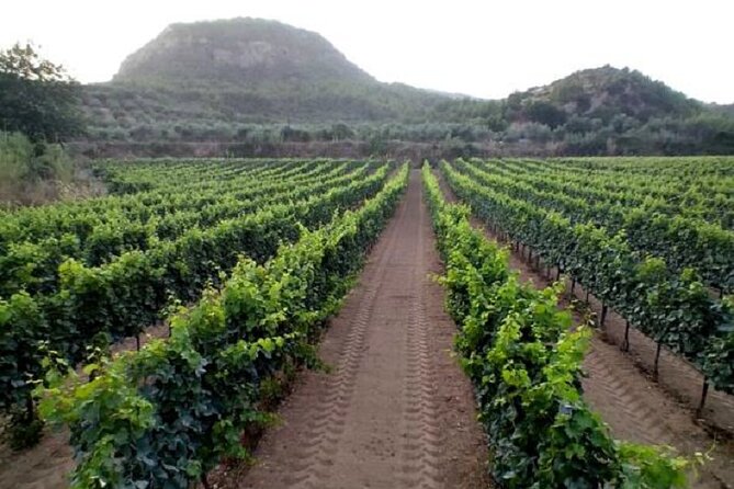 Private Excursion to Ancient Olympia - bee farm & winery - Olympia Land Winery and Greek wine