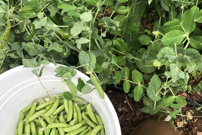 Private Farm Workshop in Napa Valley - Who Should Book This Farm Workshop