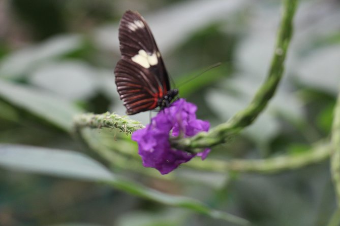 Private Full-Day Mindo Cloud Forest,Butterfly Farm, Chocolate Tour bird watching - Entering Mindo’s cloud forest