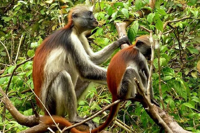 Private Full Day Trip to Stone Town, Spice Farms and Jozani Forest - One day, three sides of Zanzibar