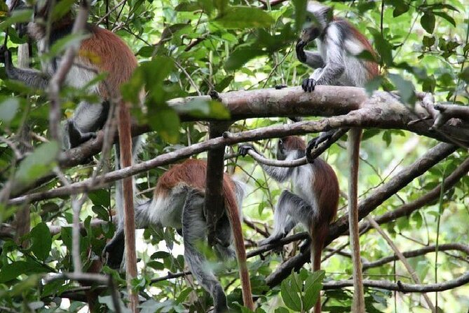 Private Full Day Trip to Stone Town, Spice Farms and Jozani Forest - The spice farm’s real appeal