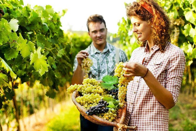 Private Grape stomping at Chianti Farmhouse - A grape-stomping morning at La Piaggia