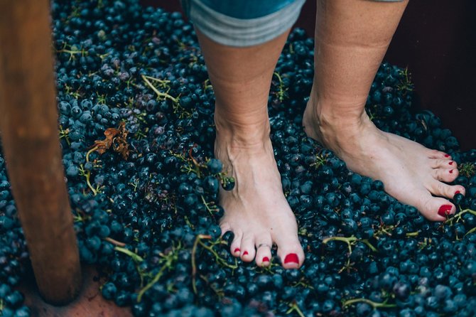 Private Grape stomping at Chianti Farmhouse - Guide quality and the human side of the visit