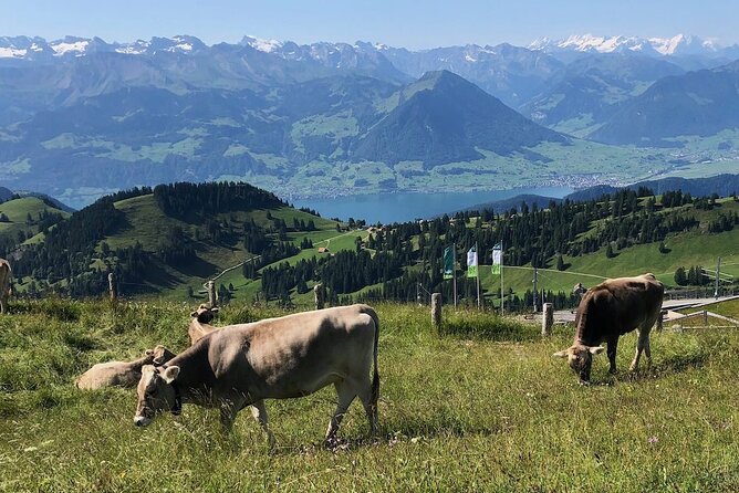 Private Guided Hike on Mt. Rigi with Farm Visit and BBQ - Is the $789.51 price reasonable?