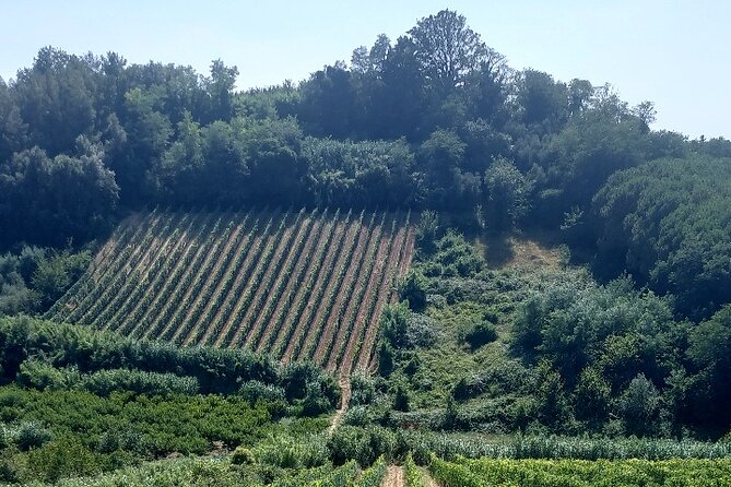 Private Guided Tour to Pisa and local Wine Farm from Livorno port - Who should book this private outing?