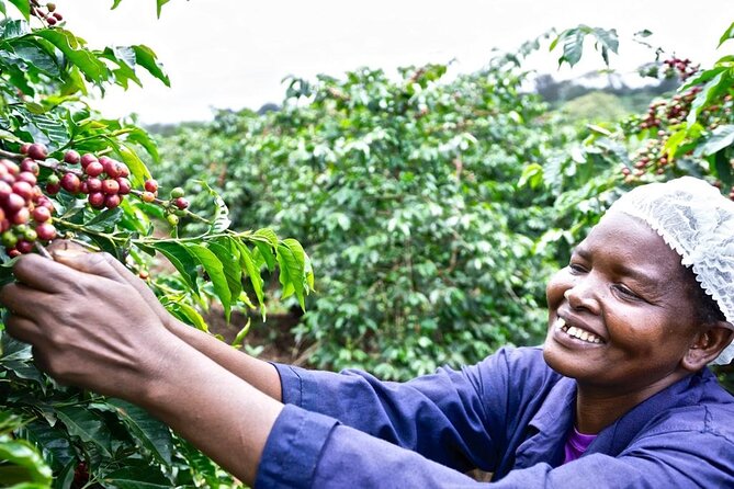 Private Half-Day Tour in Fairview Coffee Farm from Nairobi - From Nairobi to Fairview Coffee Estate