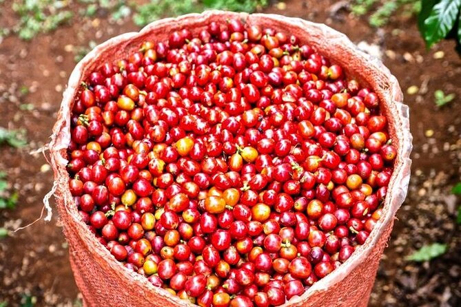 Private Half-Day Tour in Fairview Coffee Farm from Nairobi - Coffee Tasting by Grade, Type, and Variety