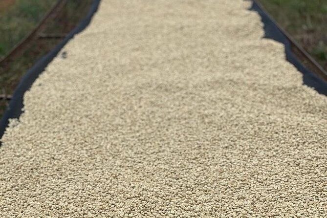 Private Half-Day Tour in Fairview Coffee Farm from Nairobi - Who Will Enjoy This Half-Day Visit