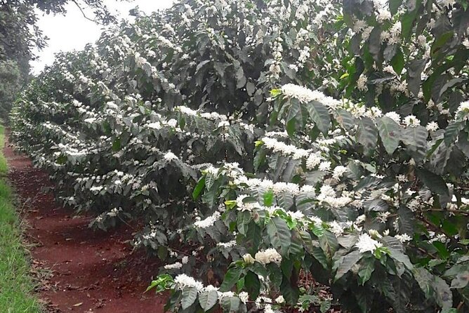 Private Half-Day Tour in Fairview Coffee Farm from Nairobi - Should You Book the Fairview Coffee Tour?