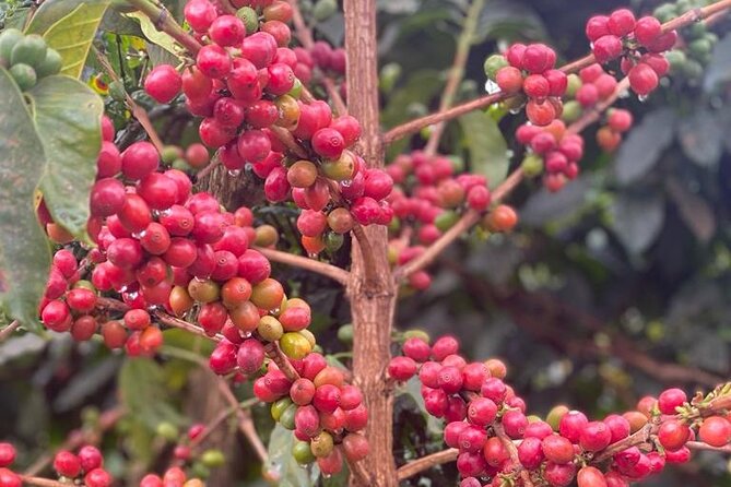 Private Half-Day Tour in Fairview Coffee Farm from Nairobi - Walking Through the Nursery and Coffee Trees