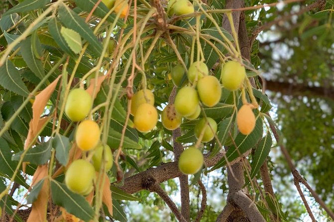 Private Jaisalmer Rural Farm Tour - Four Hours at Mystic Smiles Farm