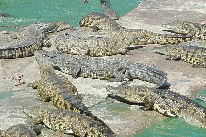 Private Le Cape Animal Farms Full Day Tour - Key things to know before booking