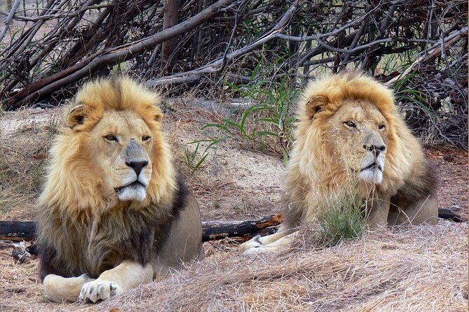 Private Le Cape Animal Farms Full Day Tour - One private day from Cape Town to the Winelands