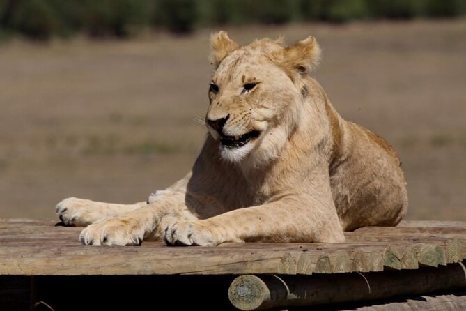 Private Le Cape Animal Farms Full Day Tour - A coffee break with alpacas and dromedaries