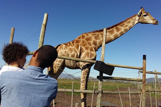 Private Le Cape Animal Farms Full Day Tour - Understanding the mission at Drakenstein Lion Park