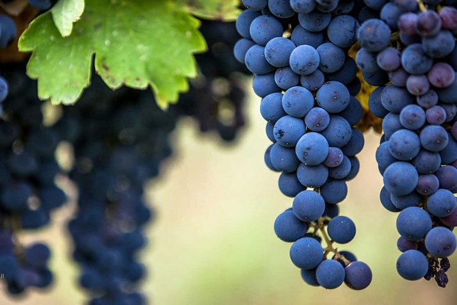 Private Mt Vesuvius and Pompeii with Lunch and Wine Farm Experience - Who should book this experience?