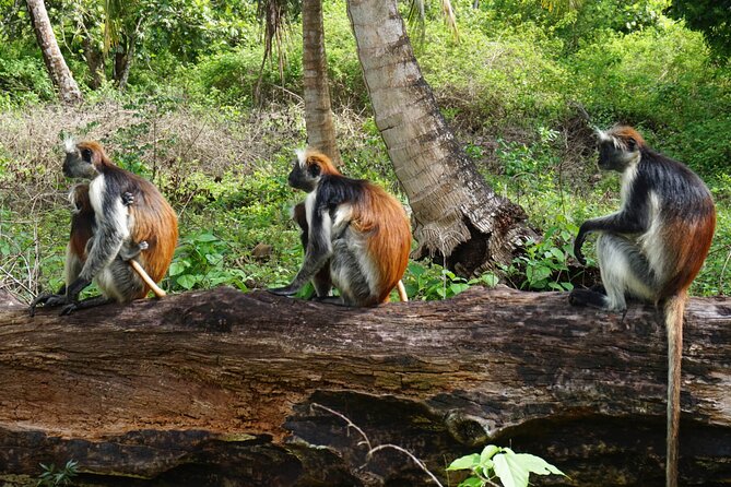 Private Stone Town & Spice Farm Tour - Who should book this experience?