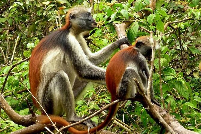 Private Stone Town & Spice Farm Tour - The mangrove trail adds a quieter second act